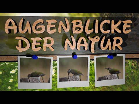 Vogel Aufnahme : Grünspecht (Picus viridis)