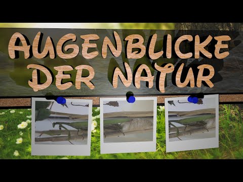 Europäische Gottesanbeterin - Mantis religiosa bei der Eiablage