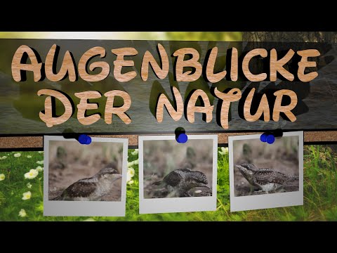 Vogel Aufnahme : Junger Wendehals (Jynx torquilla)