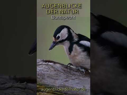 Augenblicke der Natur - Buntspecht Weibchen