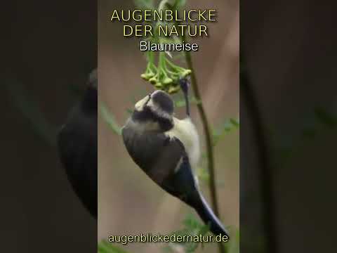 Augenblicke der Natur - Blaumeise