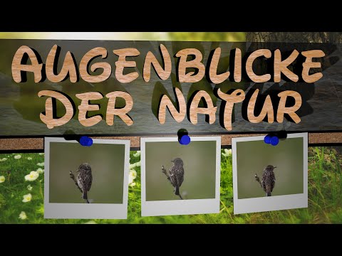 Vogel Aufnahme : Schwarzkehlchen