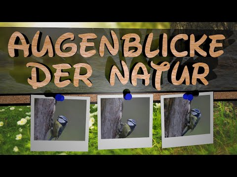 Vogel Aufnahme : Blaumeise