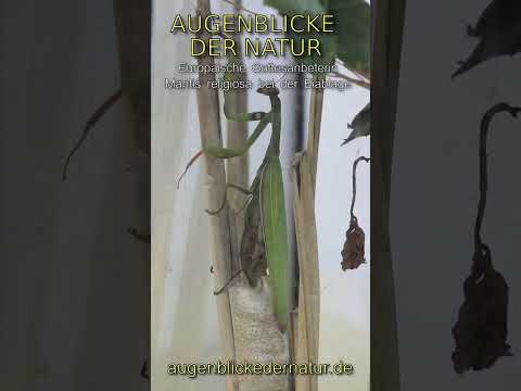 Augenblicke der Natur -Europäische Gottesanbeterin beim Eier legen