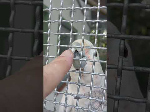 Reimecker TV - Quitschie lebt noch !!! (Vogelpark Hassloch) Reimecker TV - Quitschie lebt noch !!! (Vogelpark Hassloch)