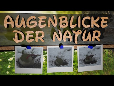Vogel Aufnahme : Grünspecht Männchen sucht Würmer nach dem Schneefall