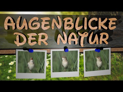 Vogel Aufnahme : Sumpfrohrsänger
