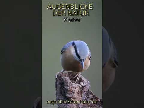 Augenblicke der Natur - Kleiber