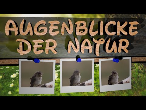 Vogel Aufnahme : Junger Wendehals (Jynx torquilla) 2